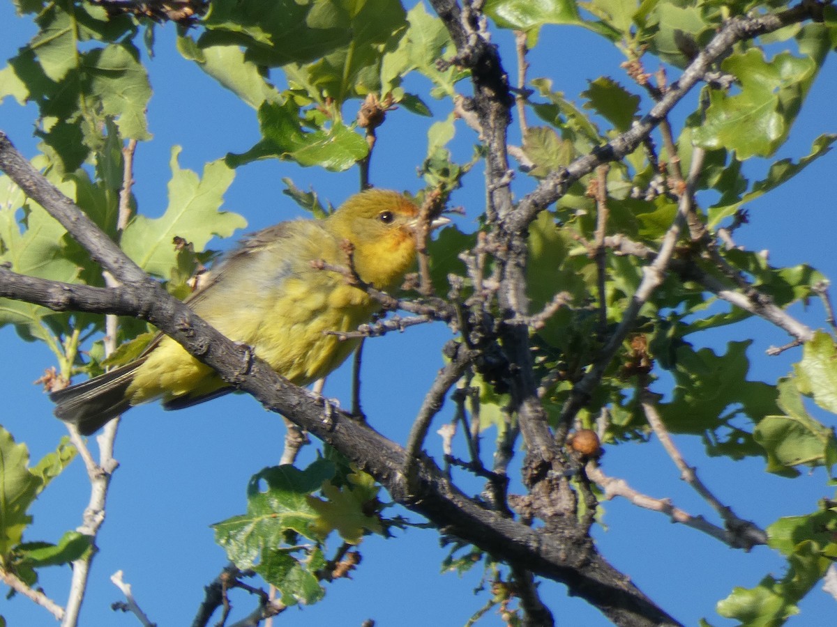 Western Tanager - ML488787951