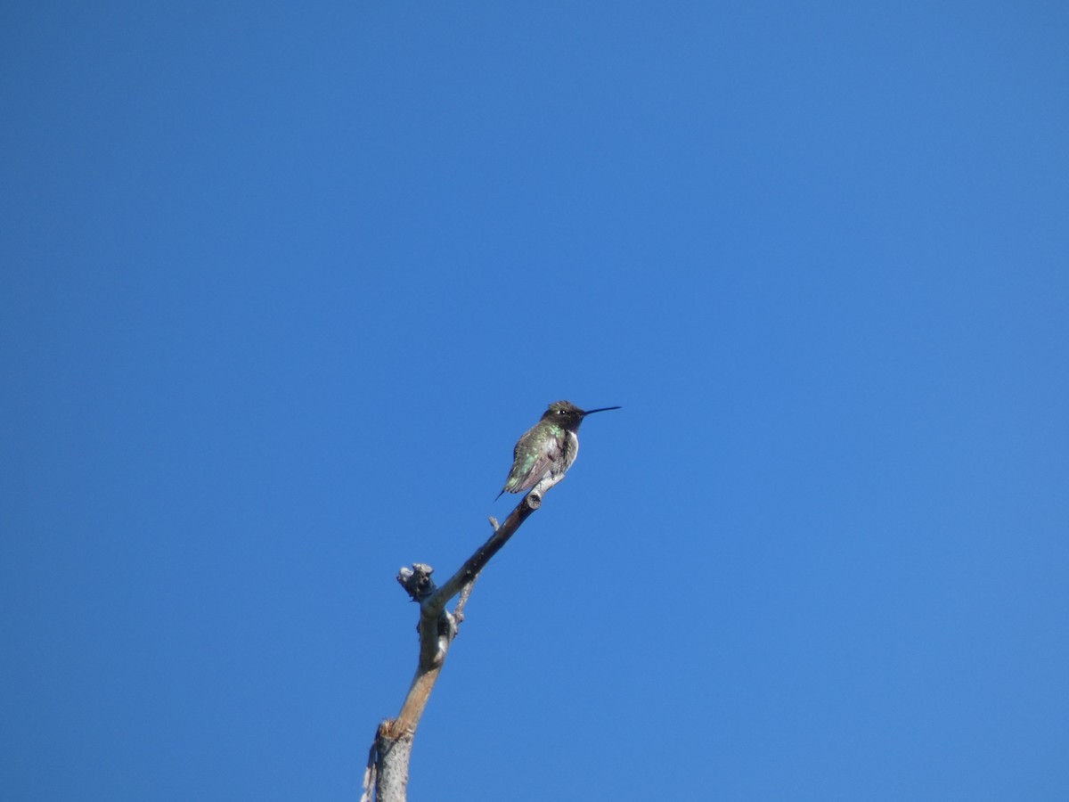 hummingbird sp. - ML488788441