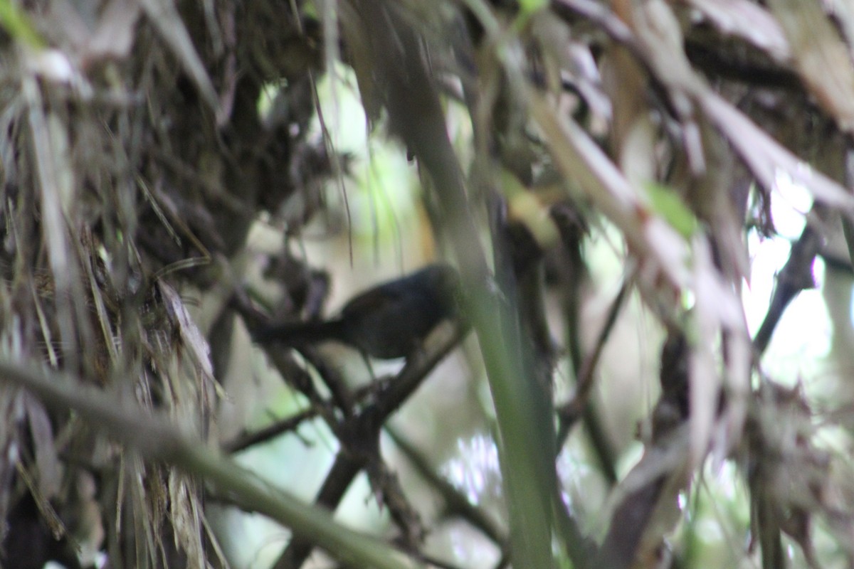 Ash-colored Tapaculo - ML488789171