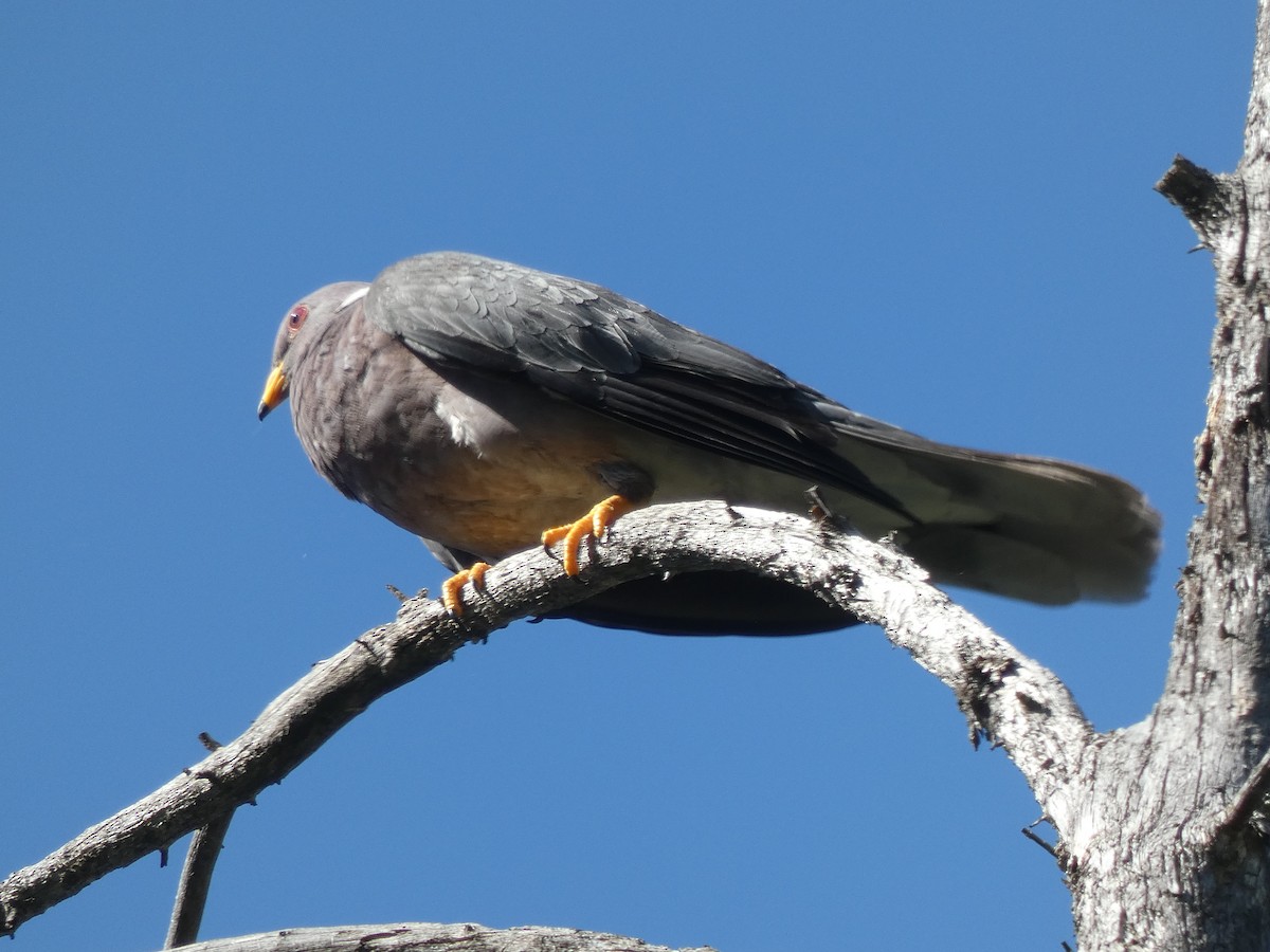 Band-tailed Pigeon - ML488790961