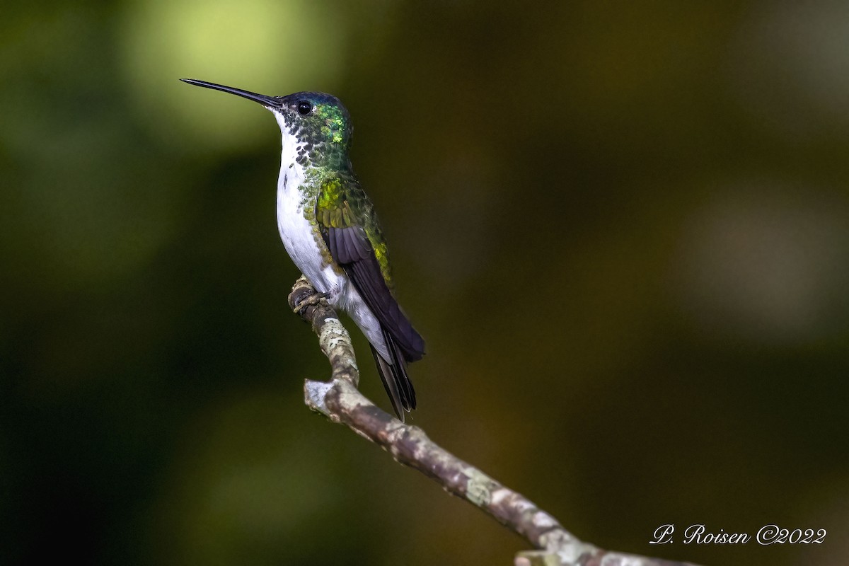 Andean Emerald - ML488792231
