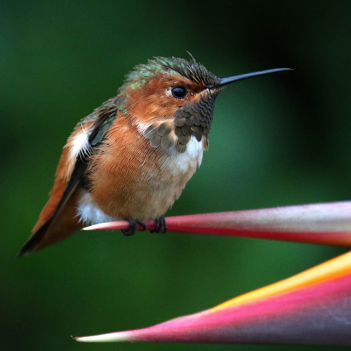 Allen's Hummingbird - Jonathan Dowell