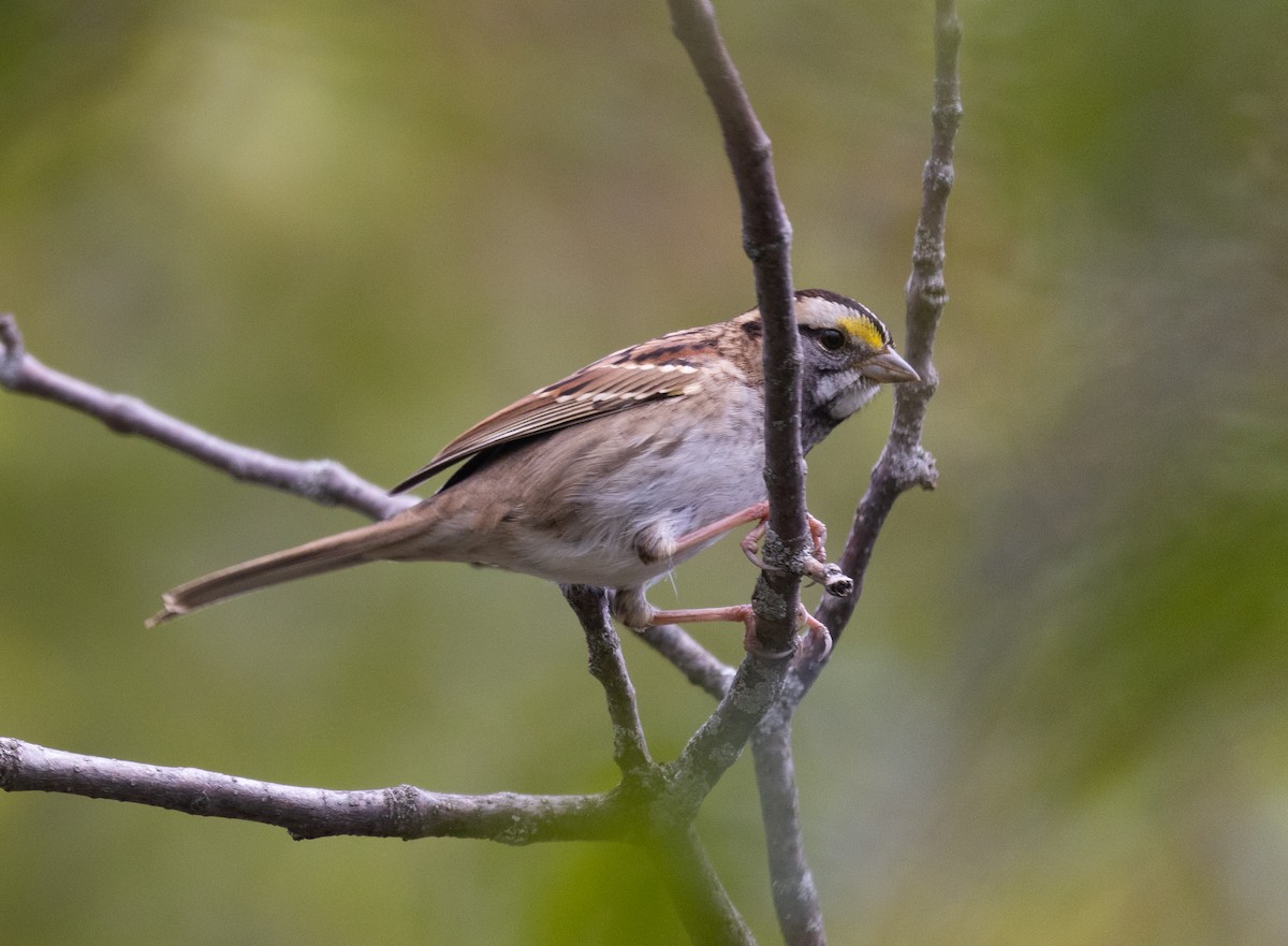 White-throated Sparrow - ML488802231