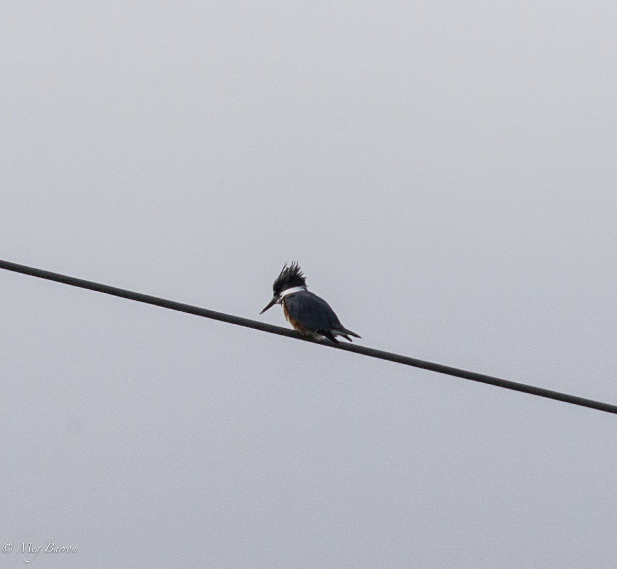 Belted Kingfisher - ML48880241