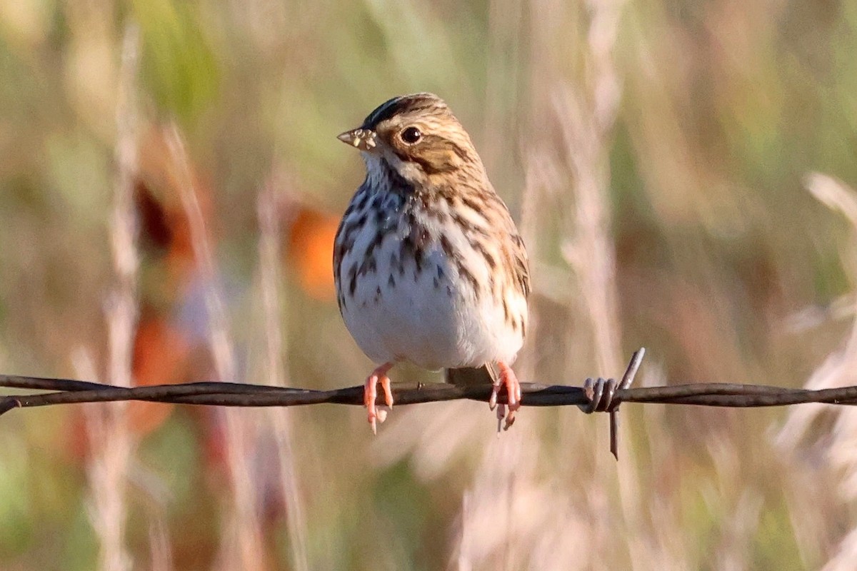 Savannah Sparrow - ML488803461