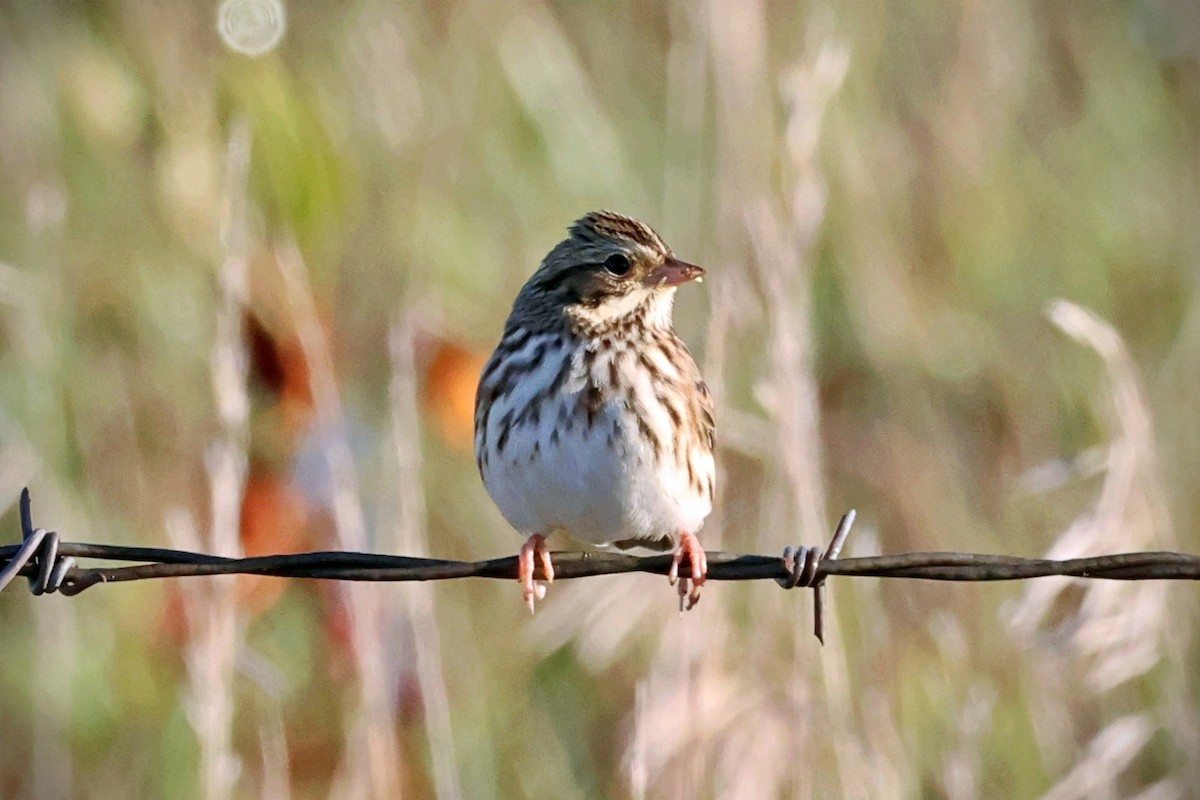 Savannah Sparrow - ML488803481