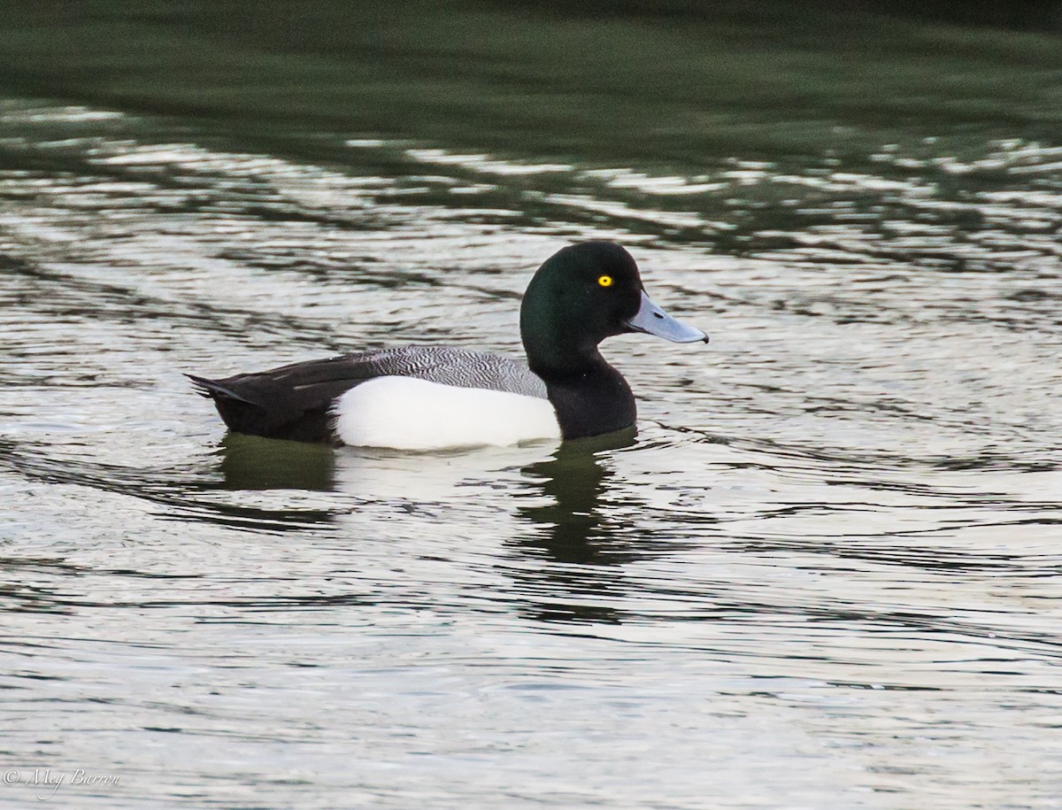 Greater Scaup - ML48881591