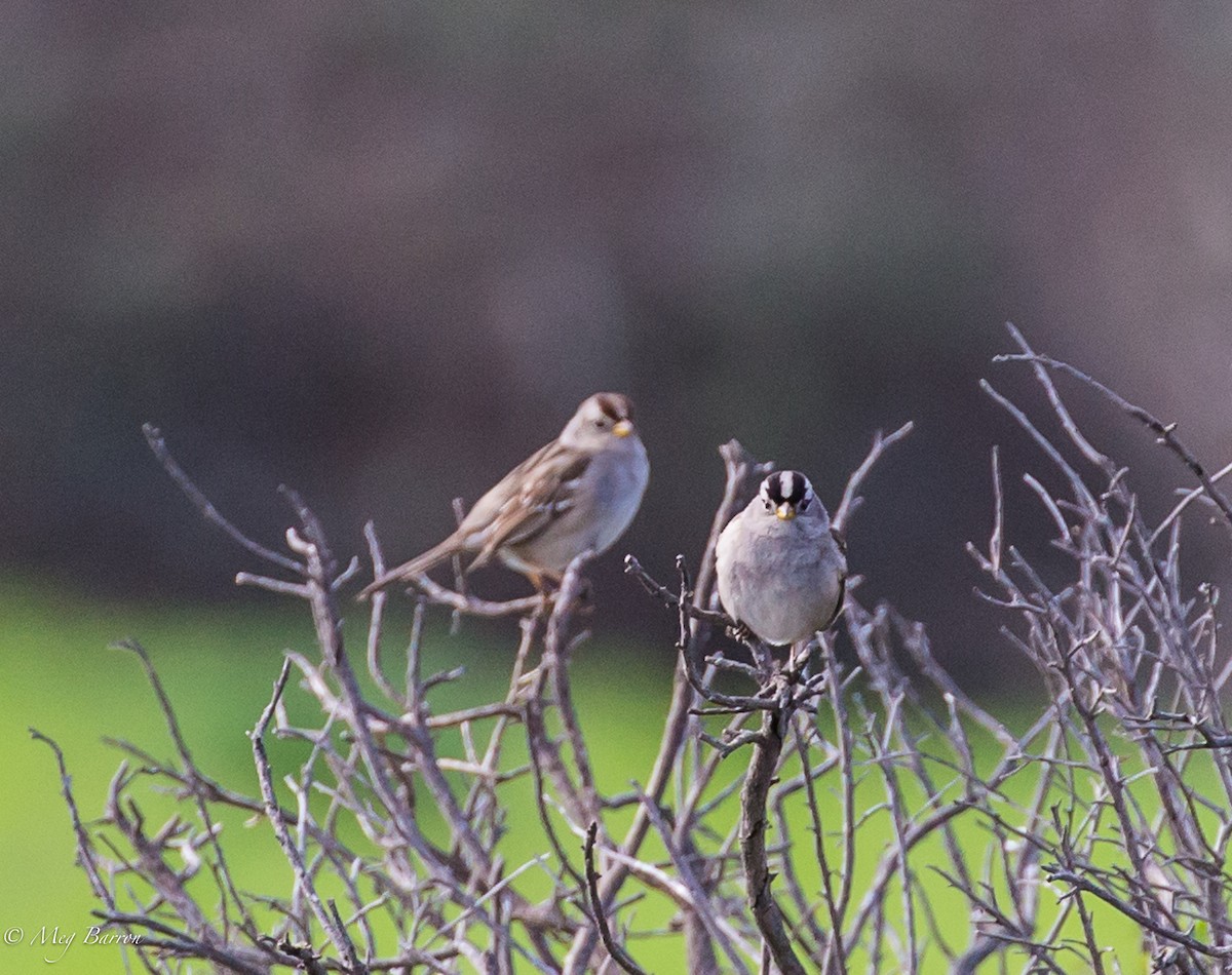 White-crowned Sparrow - Meg Barron
