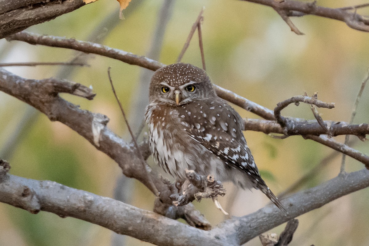 Pearl-spotted Owlet - ML488819321