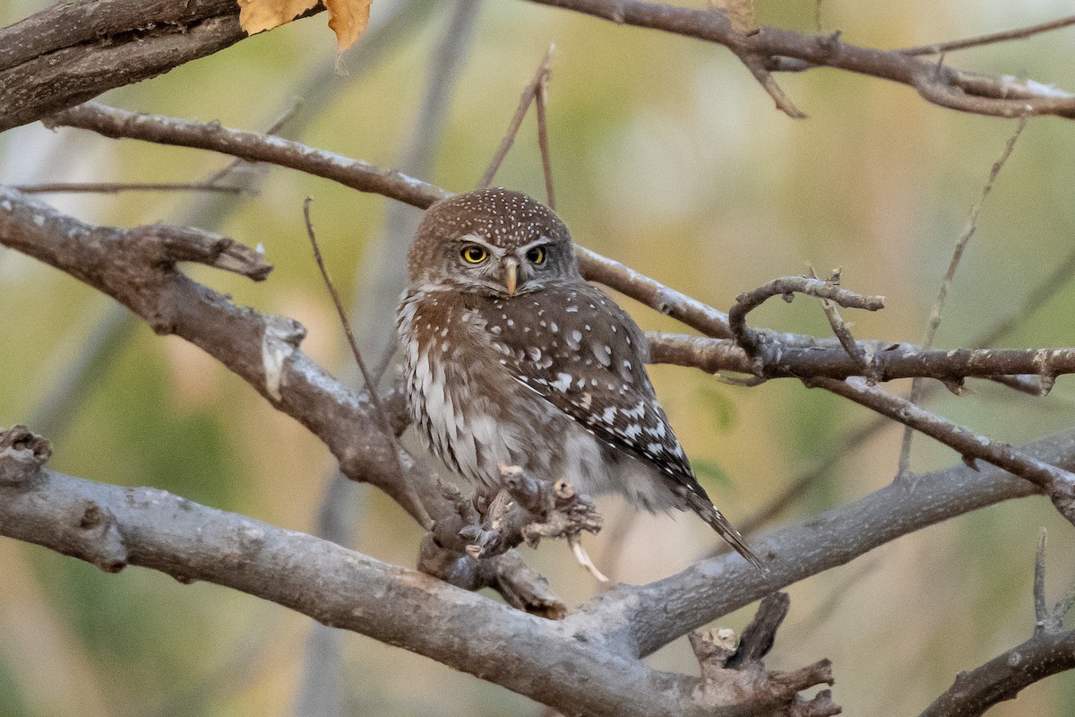 Pearl-spotted Owlet - ML488819331