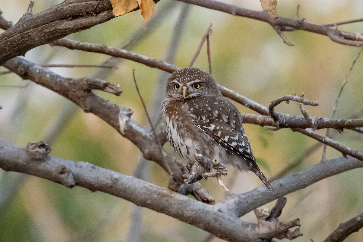 Pearl-spotted Owlet - Adam Cunningham