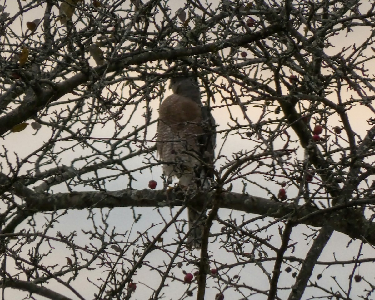 eBird Checklist 29 Sep 2022 Greenlawn Memorial Park Cemetery, Akron