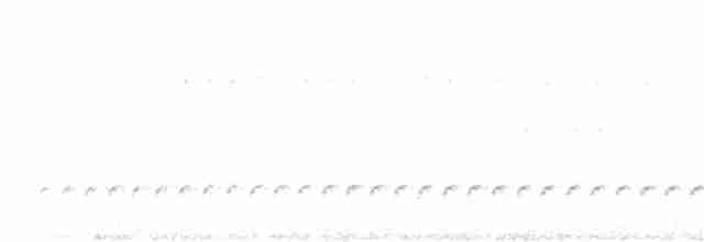 White-necked Puffbird - ML488829831