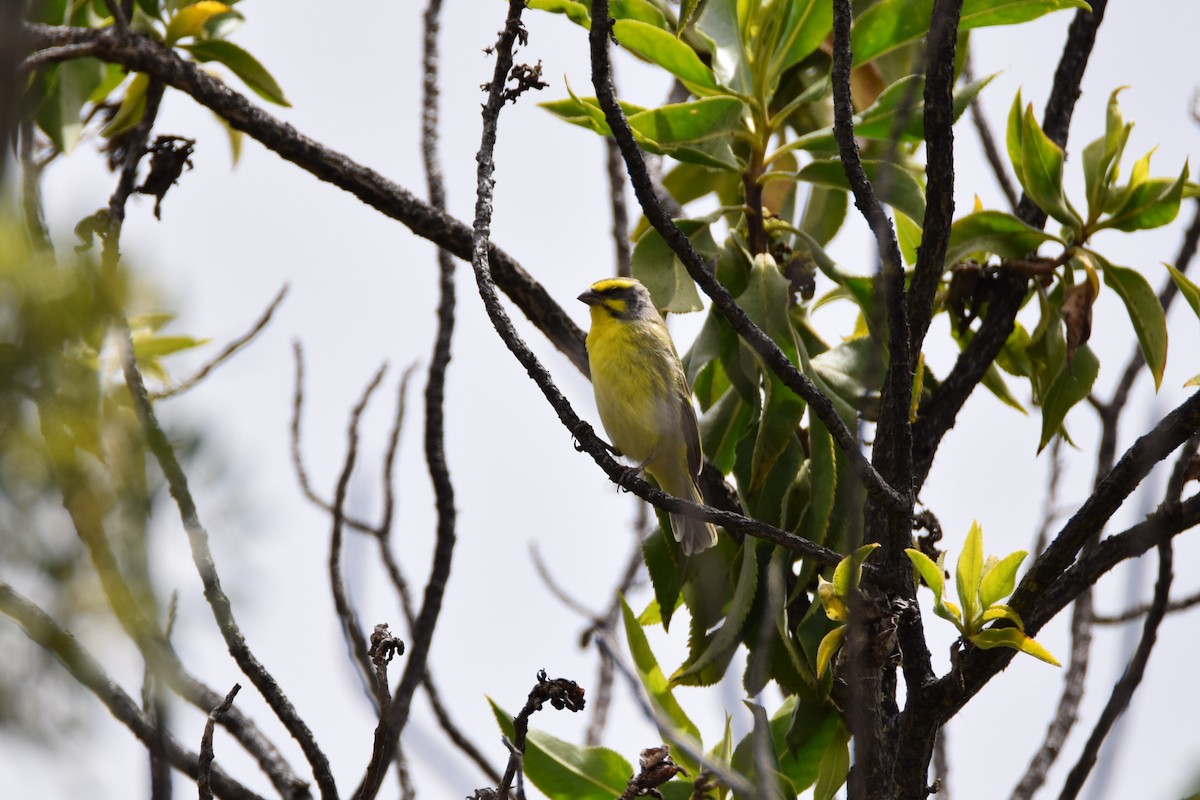 Yellow-fronted Canary - ML48883141