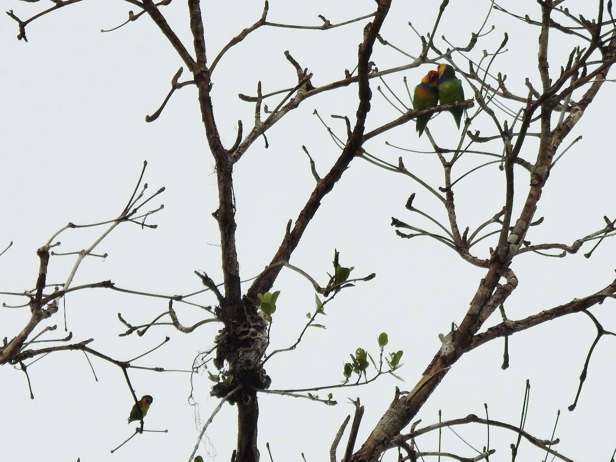 Large Fig-Parrot - ML488833241