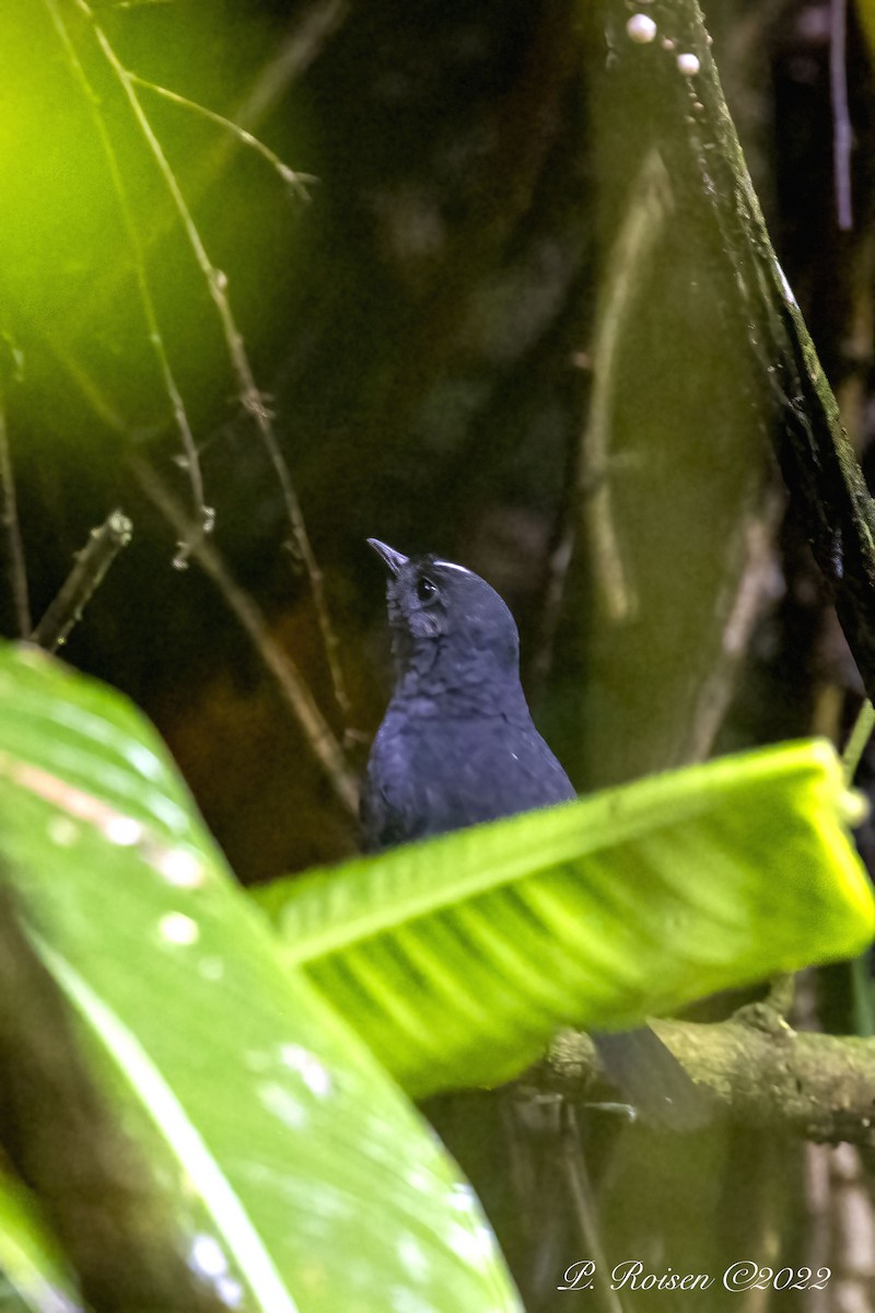 White-crowned Tapaculo - ML488835331