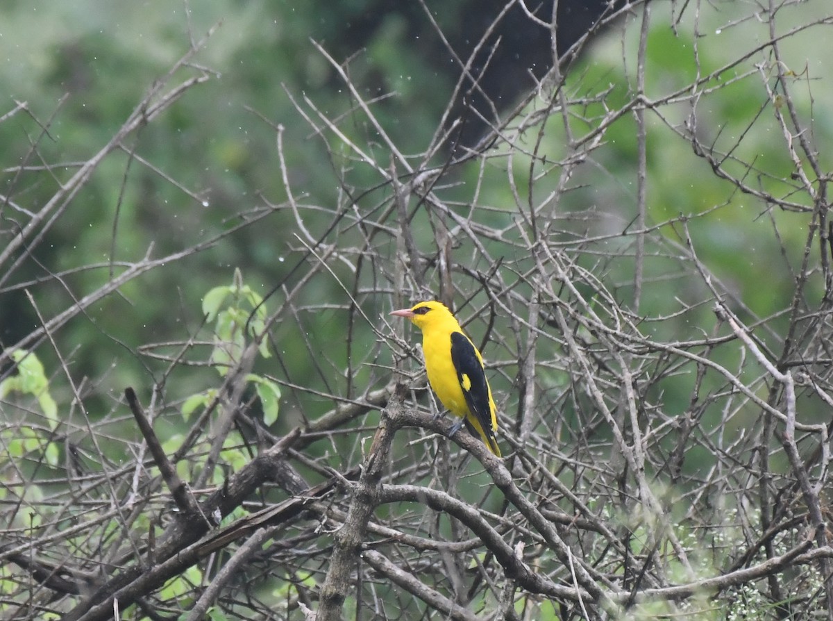 Indian Golden Oriole - ML488836061
