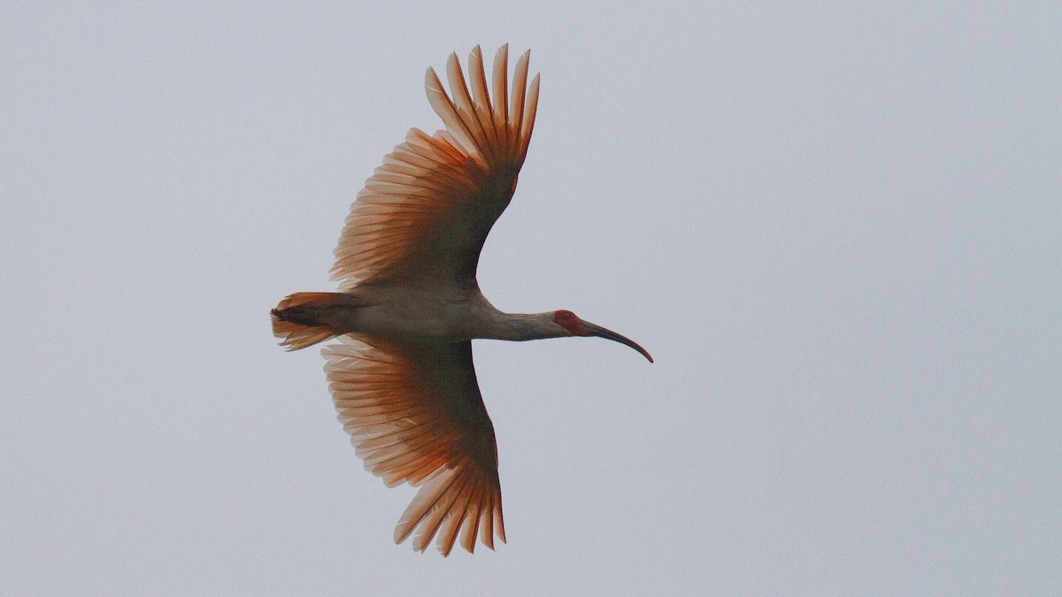 Crested Ibis - ML488836881