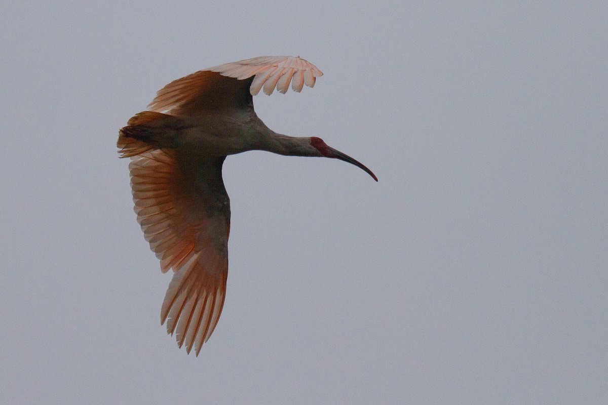 Crested Ibis - ML488836891