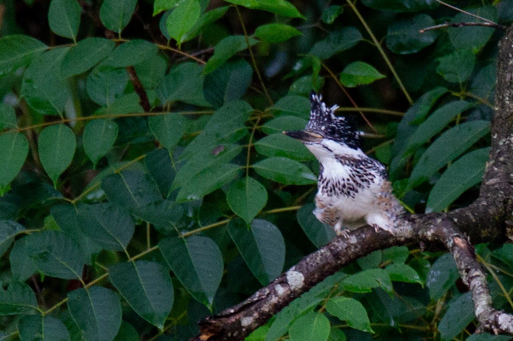 Crested Kingfisher - Robert Tizard
