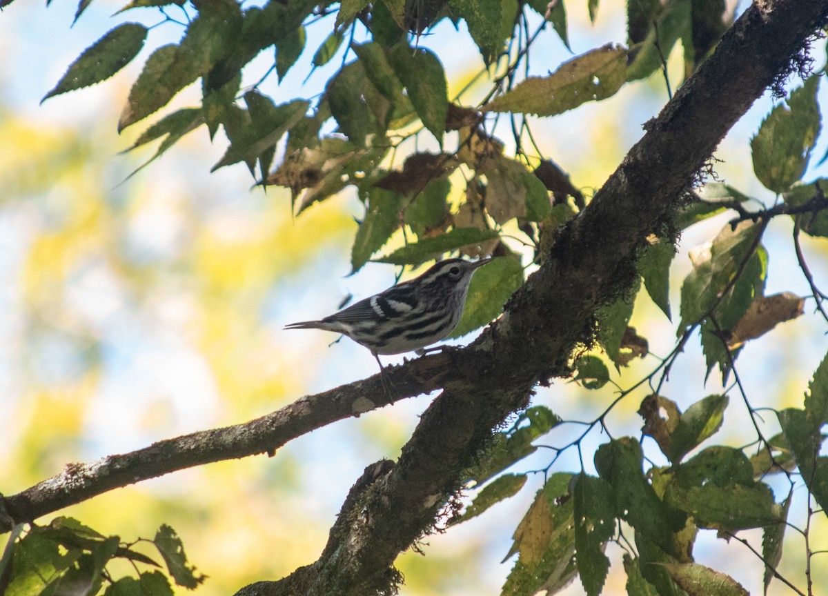 Black-and-white Warbler - ML488840531