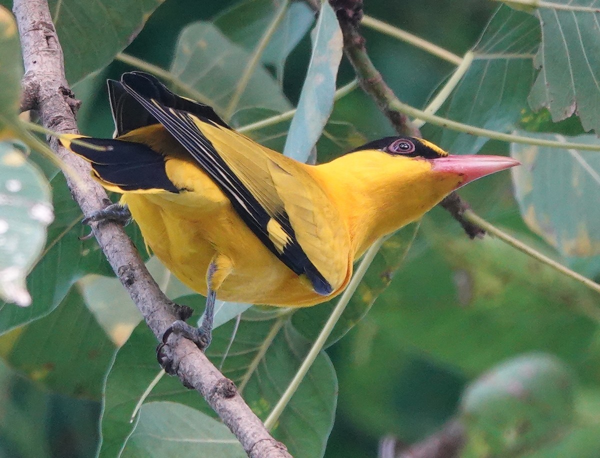 Black-naped Oriole - Stray Feather