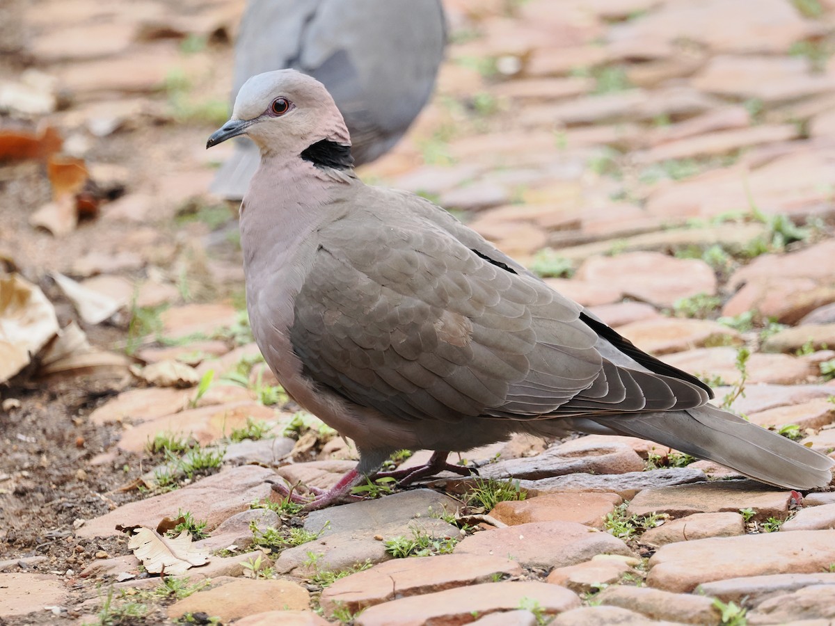 Red-eyed Dove - ML488851151