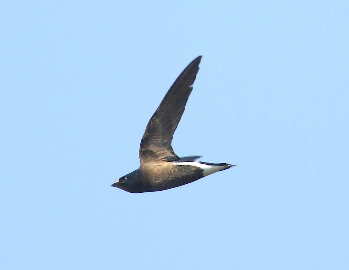 Brown-backed Needletail - ML48885491