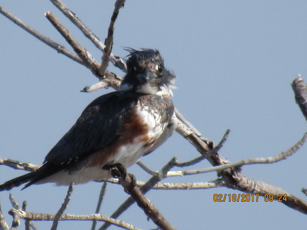 Belted Kingfisher - ML48885531