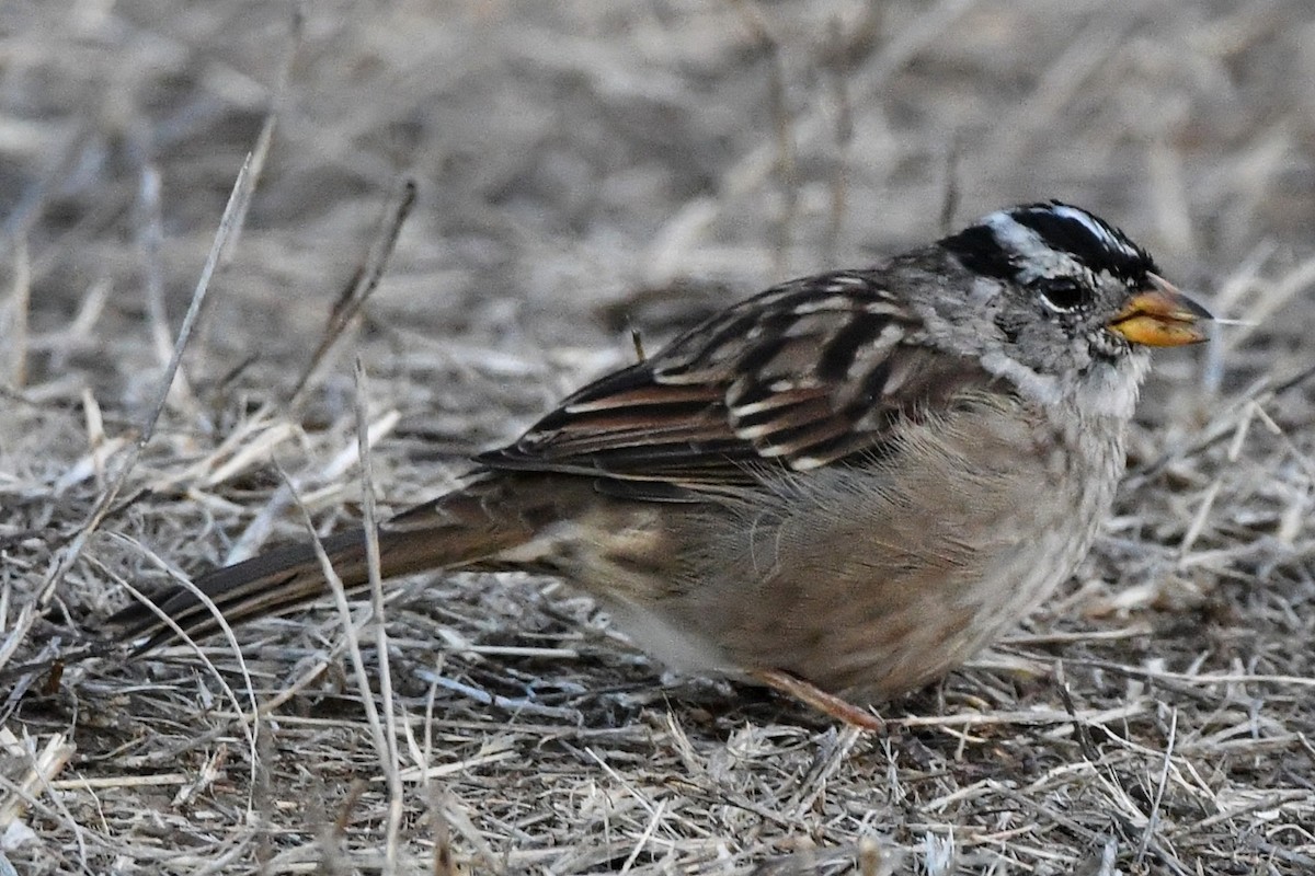 White-crowned Sparrow - Tom Duncan
