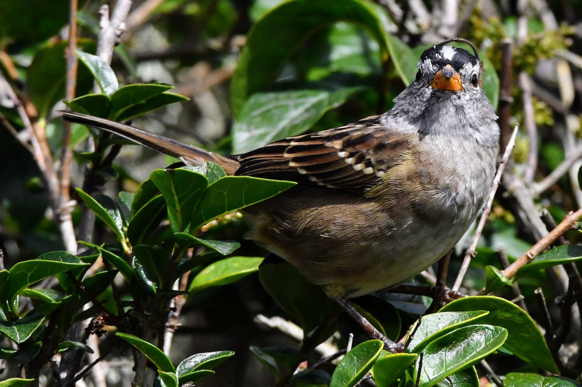 White-crowned Sparrow - ML488855711