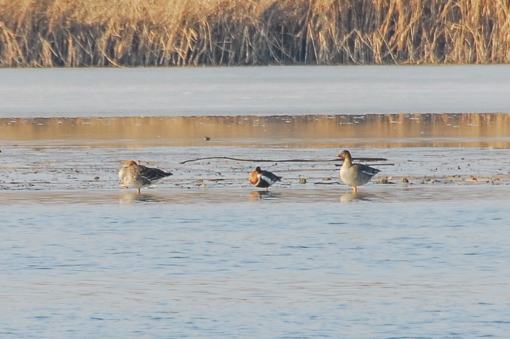 Red-breasted Goose - ML48886111