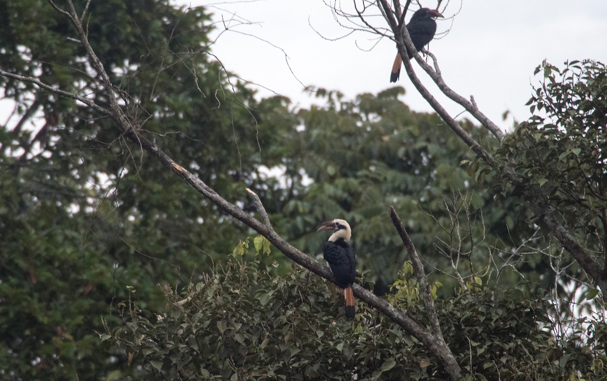 Mindanao Hornbill - Forest Botial-Jarvis