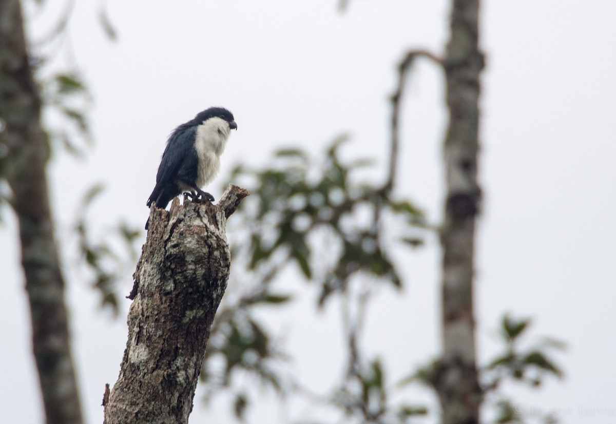 Philippine Falconet - Forest Botial-Jarvis