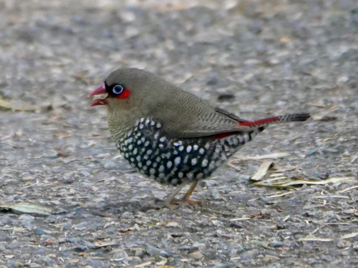 Red-eared Firetail - ML488861671