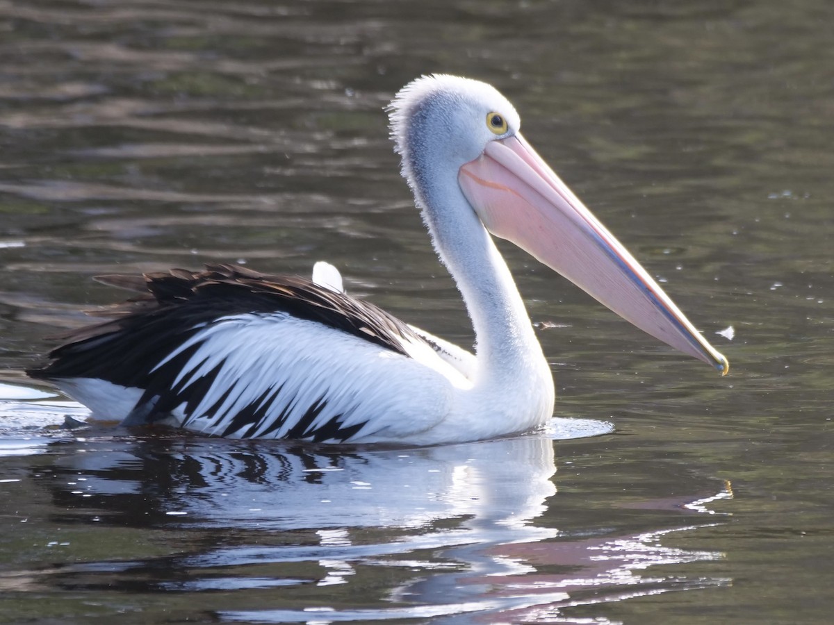 pelikán australský - ML488861731