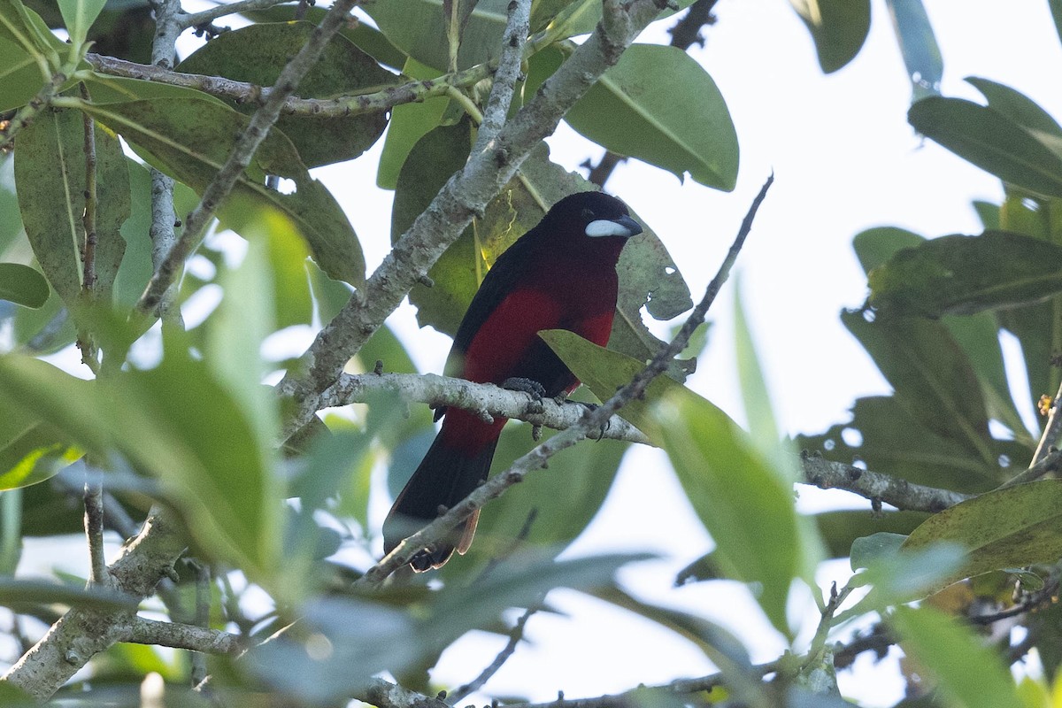 Black-bellied Tanager - ML488862921