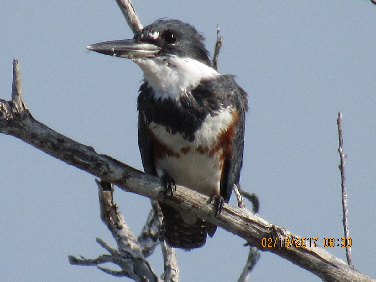 Belted Kingfisher - Vivian F. Moultrie