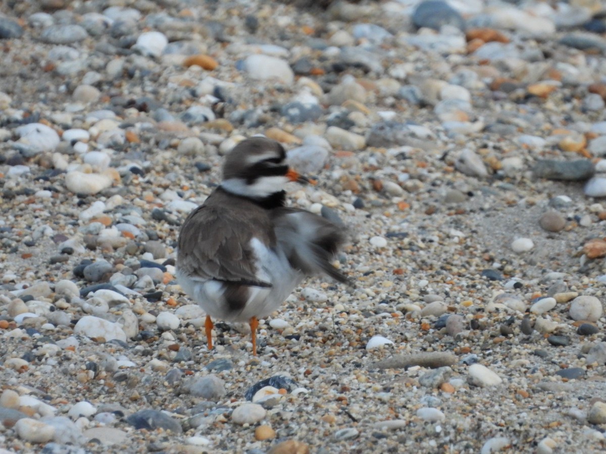 Common Ringed Plover - ML488865511