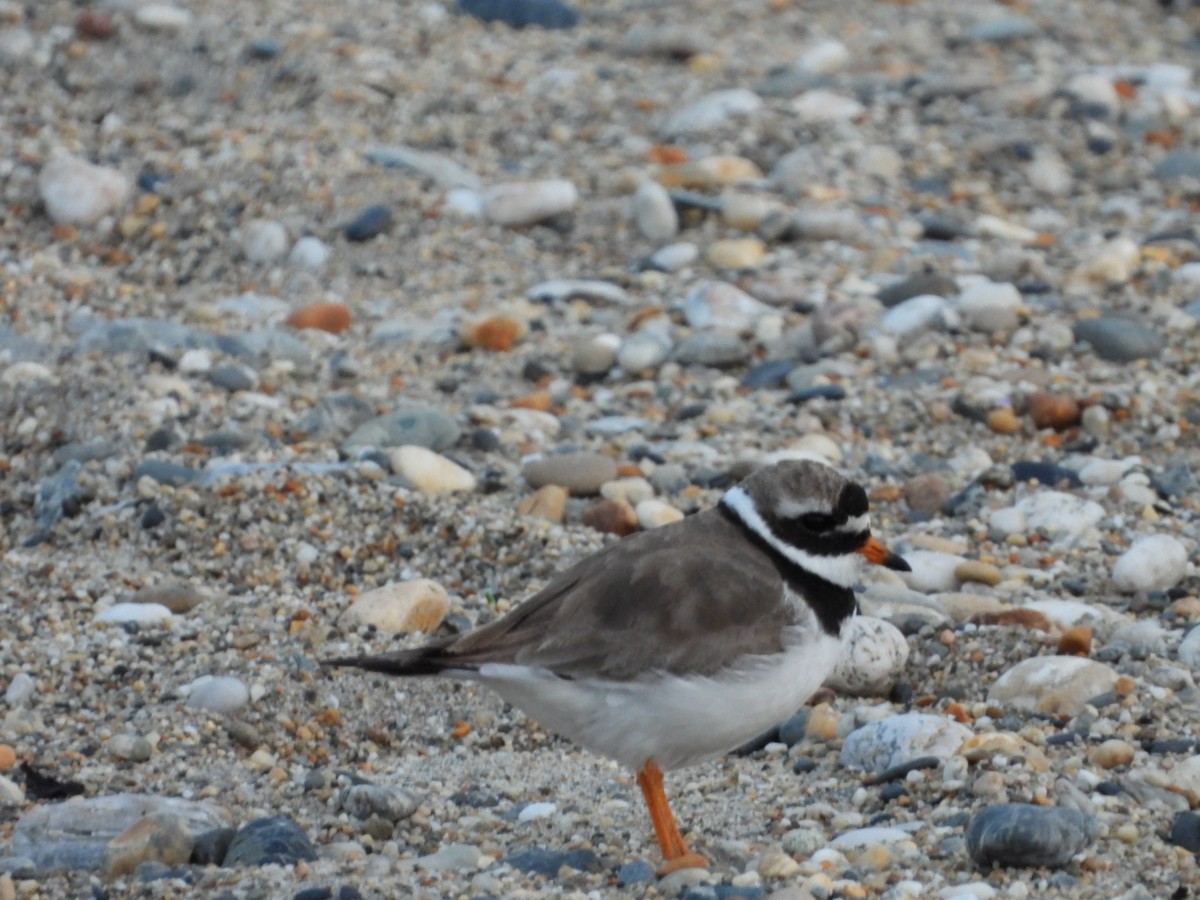 Common Ringed Plover - ML488865601