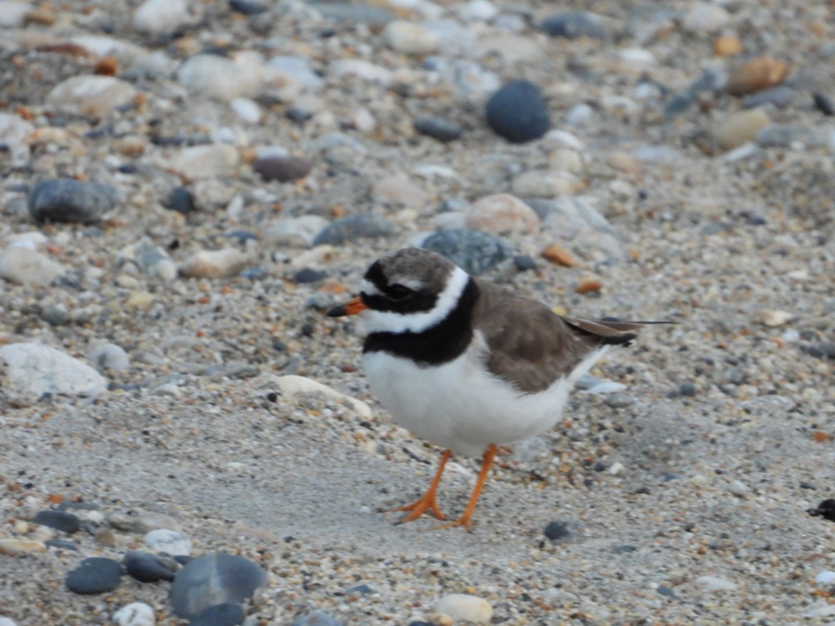 Common Ringed Plover - ML488865621