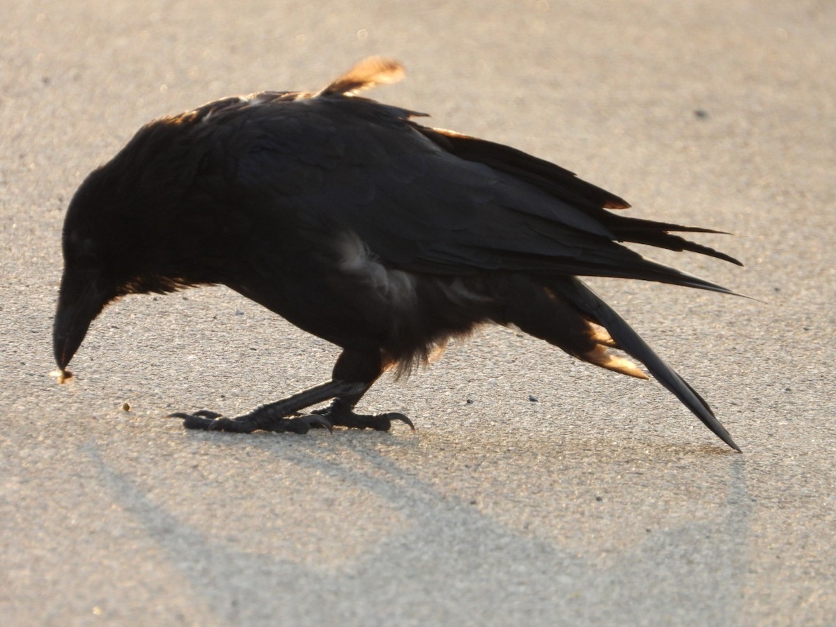 Carrion x Hooded Crow (hybrid) - ML488865991