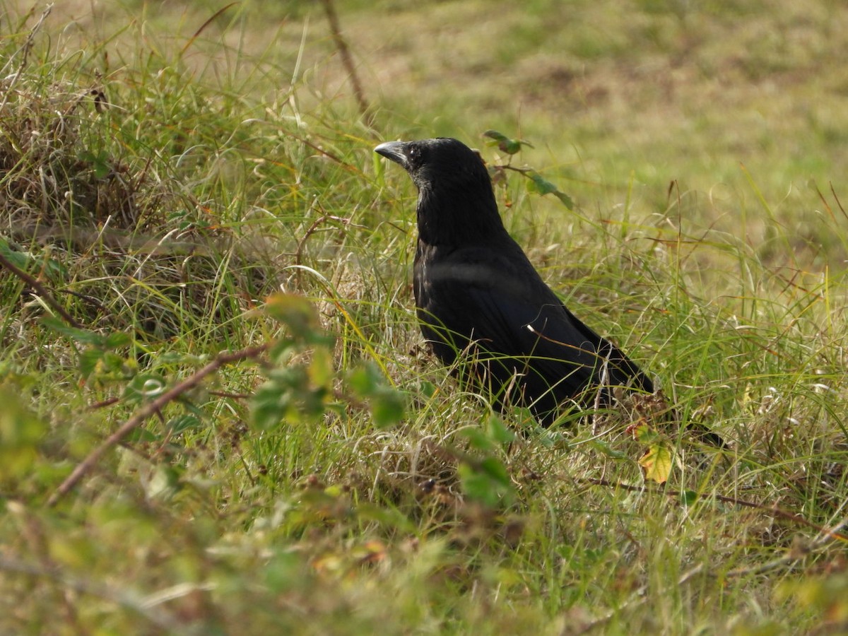 Carrion x Hooded Crow (hybrid) - Anonymous