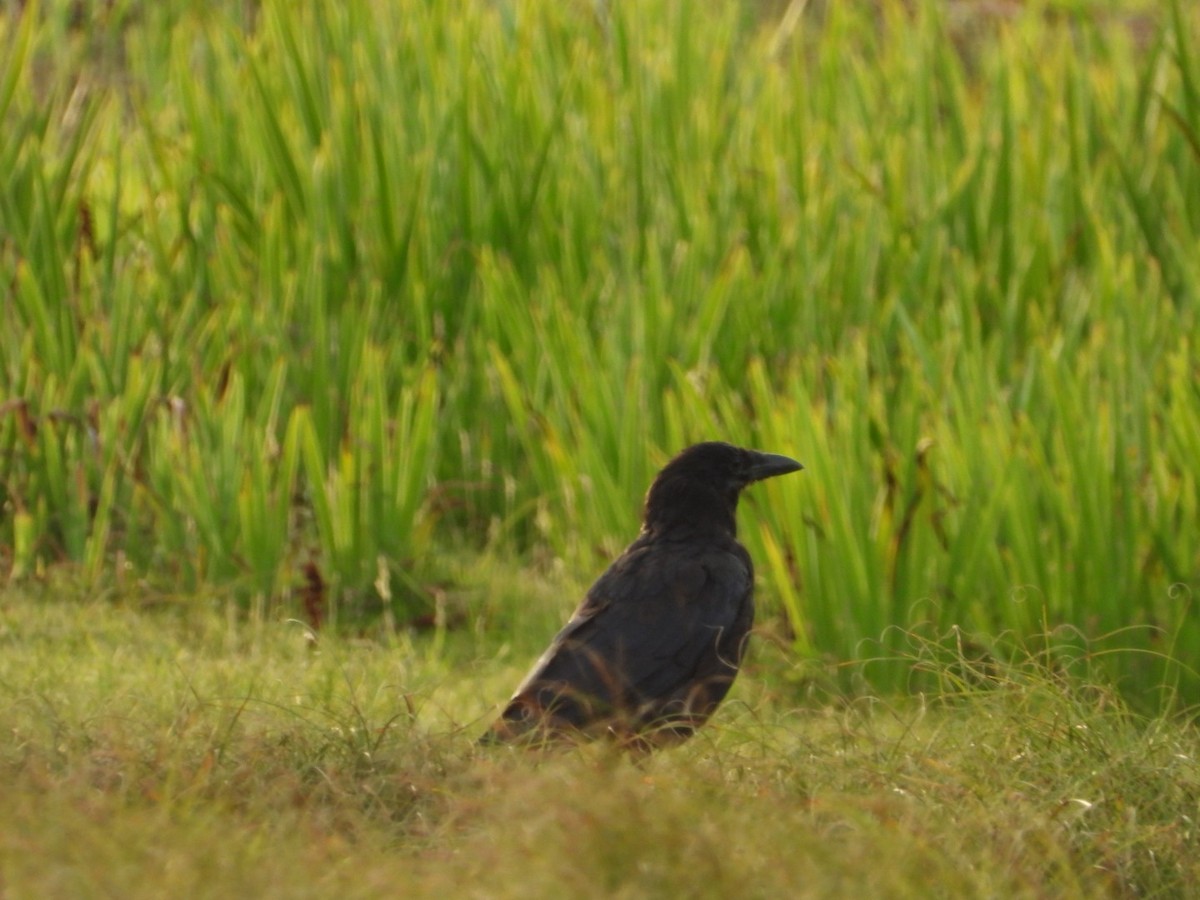 Carrion x Hooded Crow (hybrid) - Anonymous