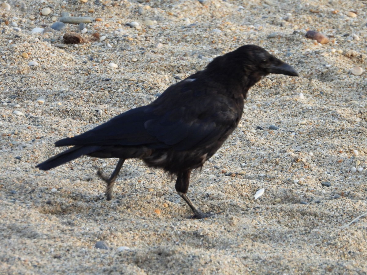 Carrion x Hooded Crow (hybrid) - ML488866071