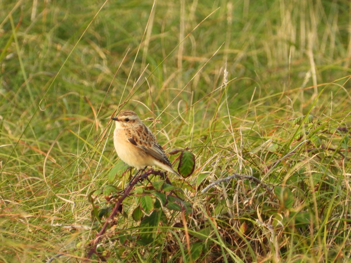 Whinchat - Anonymous