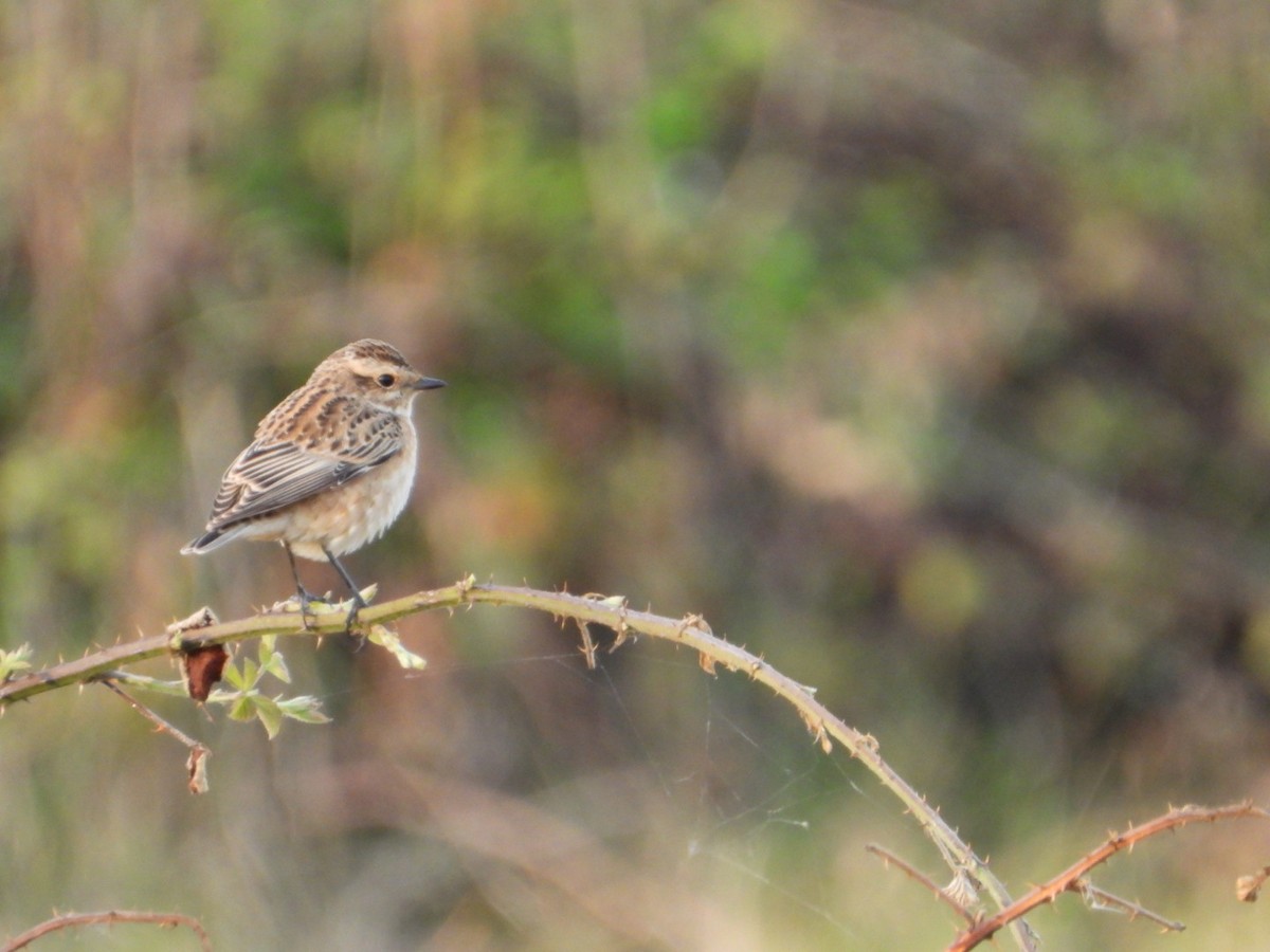 Whinchat - ML488866251