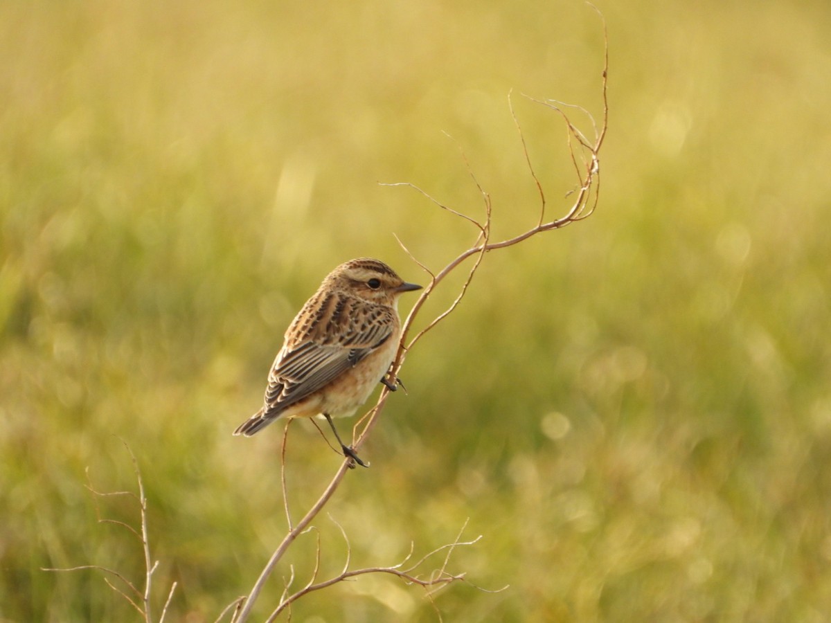 Whinchat - ML488866331