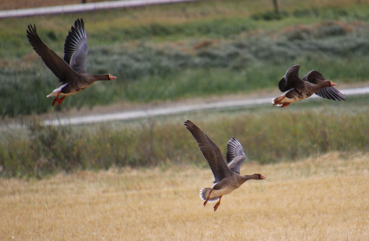 Greater White-fronted Goose - ML488872961