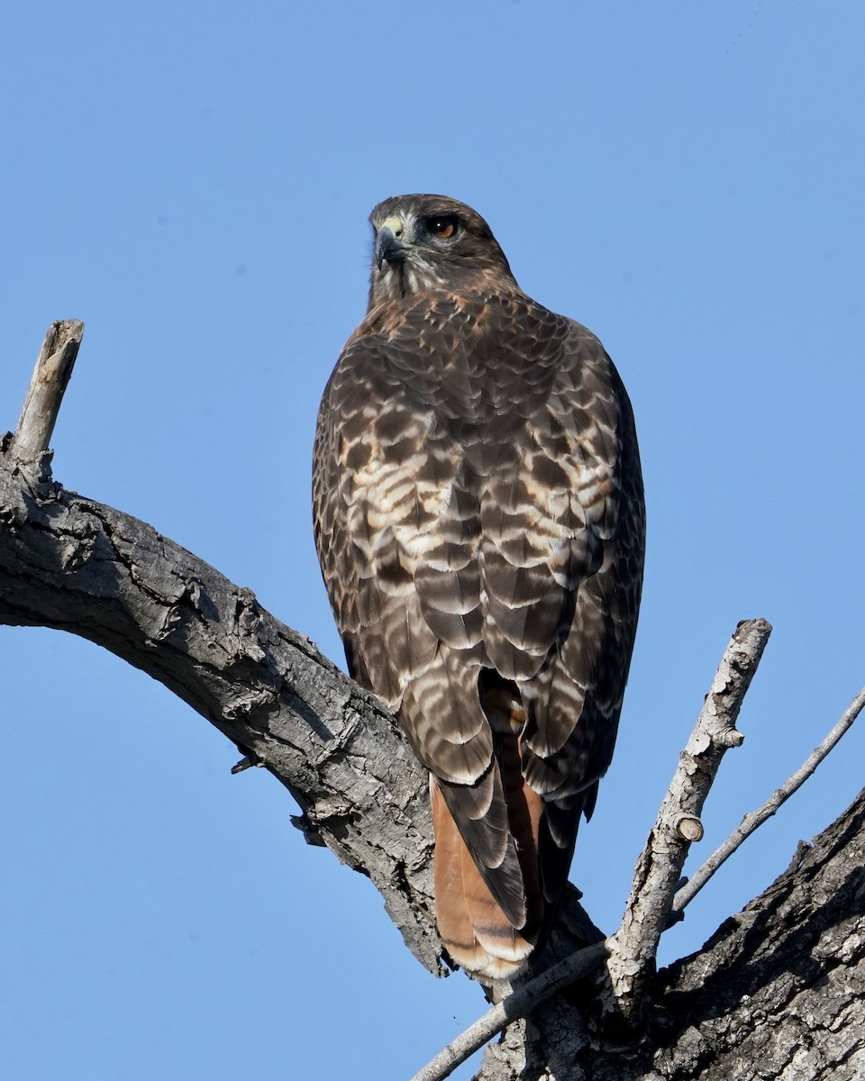 Red-tailed Hawk - ML488872971